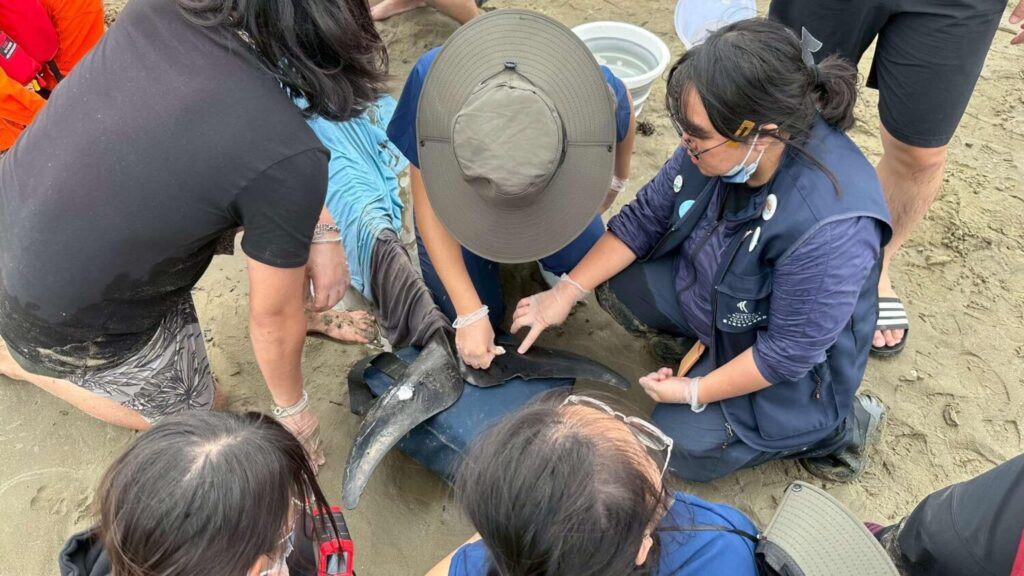 圖4由國立海洋生物博物館及中華鯨豚協會專業獸醫師團隊進行醫療作業經評
