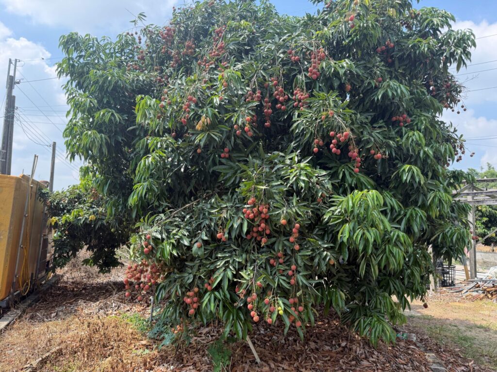 夏日紅寶石