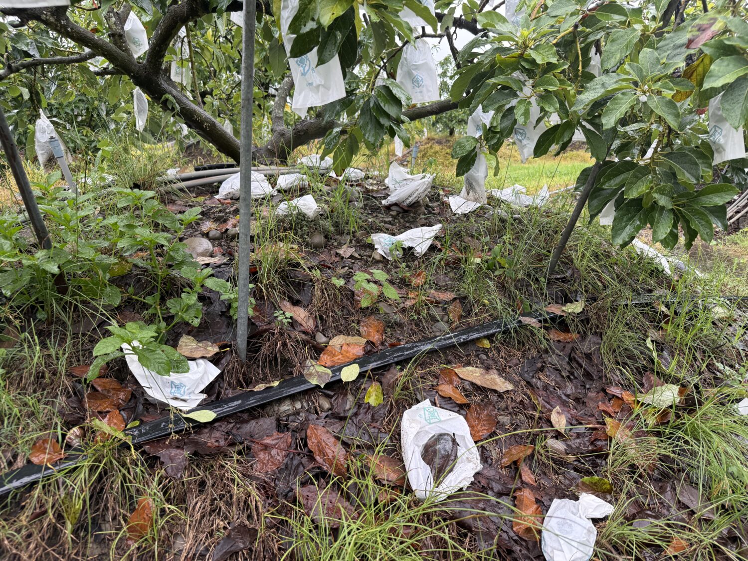 6月下旬豪雨致災  高雄市啟動農產、畜產全品項現金救助 7/10前受理申報