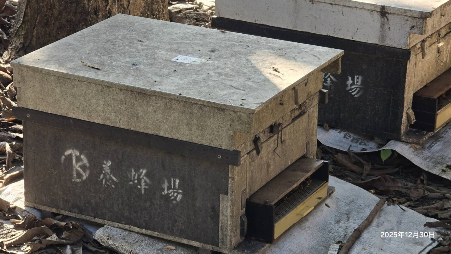蜜源缺乏導致災損 高雄市今(7/31)日起受理蜂群農損救助 蜜源缺乏導致災損 高雄市今(7/31)日起受理蜂群農損救助